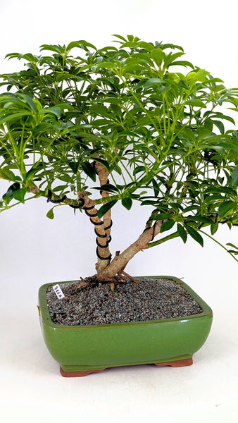 'Boba' the Dwarf Umbrella Tree - #778