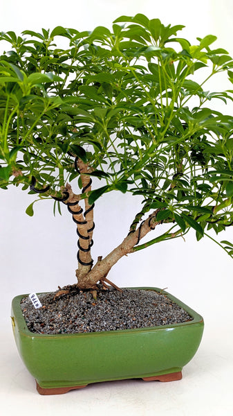 'Boba' the Dwarf Umbrella Tree - #778