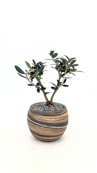 'Olivia' the European Olive in Dune Planter