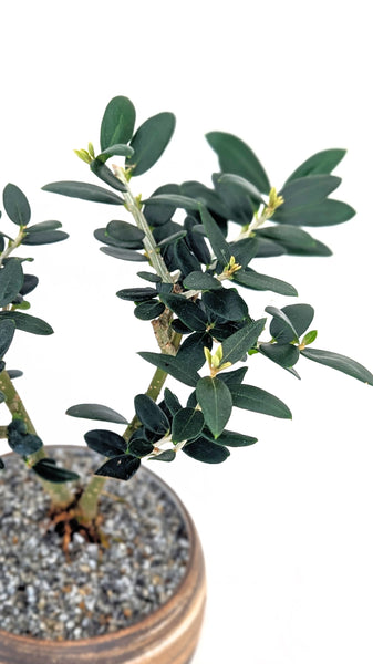 'Olivia' the European Olive in Dune Planter