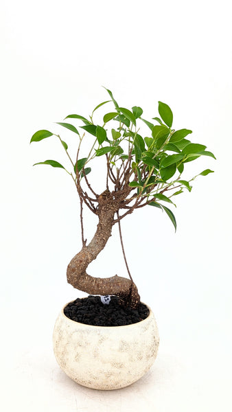 'Hal' the Chinese Banyan - #791