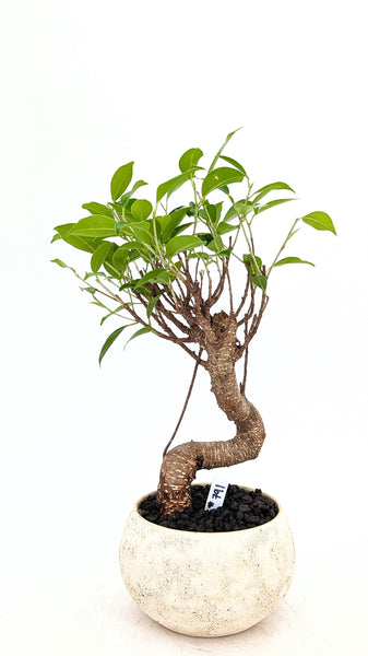 'Hal' the Chinese Banyan - #791