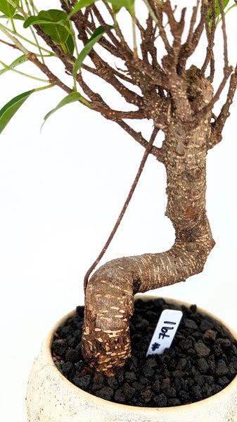 'Hal' the Chinese Banyan - #791