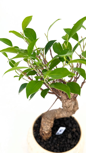 'Hal' the Chinese Banyan - #791