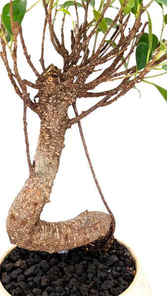 'Hal' the Chinese Banyan - #791