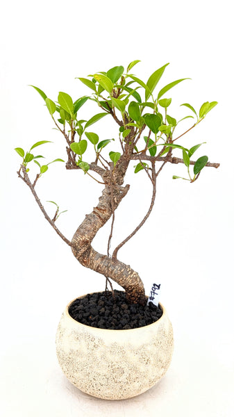 'Hal' the Chinese Banyan - #792
