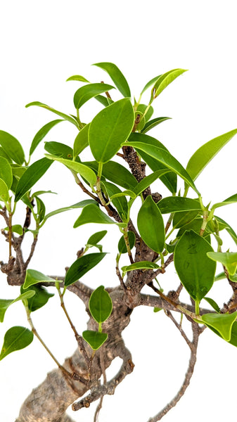 'Hal' the Chinese Banyan - #792