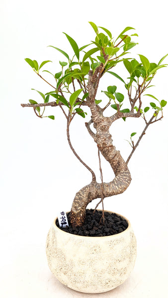 'Hal' the Chinese Banyan - #792
