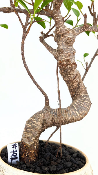 'Hal' the Chinese Banyan - #792
