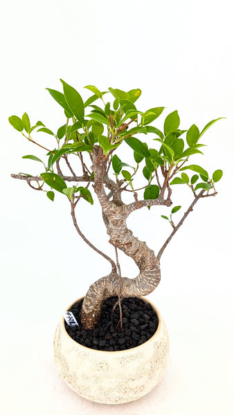'Hal' the Chinese Banyan - #792