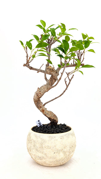 'Hal' the Chinese Banyan - #793