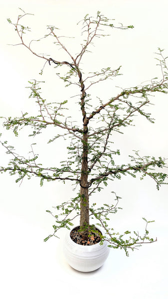 'Wyatt' the Elephant Tree - #762