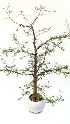 Operculicarya Decaryi Bonsai | The Bonsai Shop – Dandy Farmer