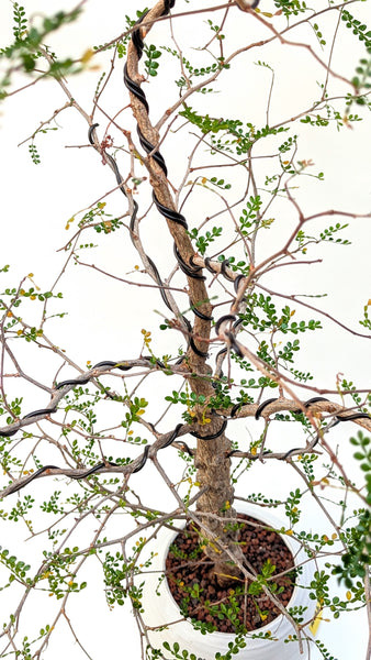 'Wyatt' the Elephant Tree - #763