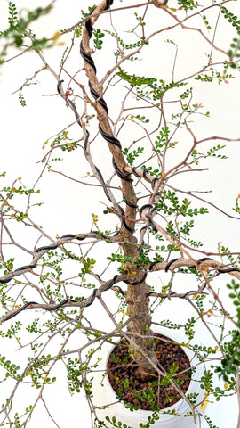 PXL_20250824_202142002.