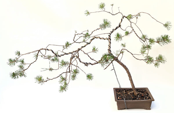 'Fred' the Japanese Black Pine - #810
