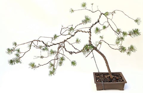 Japanese Black Pine Bonsai | The Bonsai Shop – Dandy Farmer
