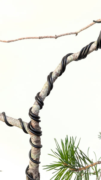 'Fred' the Japanese Black Pine - #810