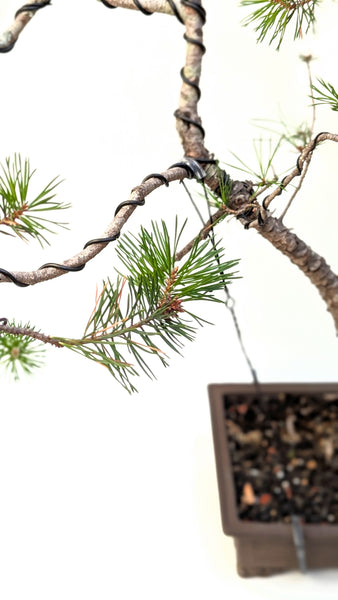 'Fred' the Japanese Black Pine - #810
