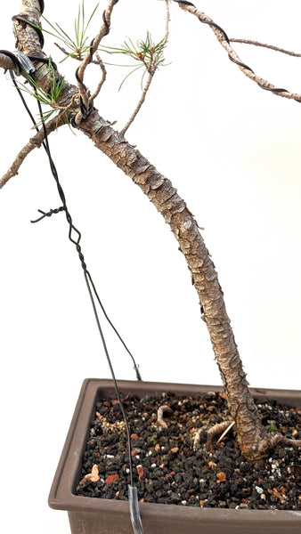 'Fred' the Japanese Black Pine - #810