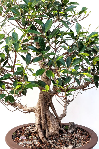 'Hal' the Chinese Banyan - Specimen #1
