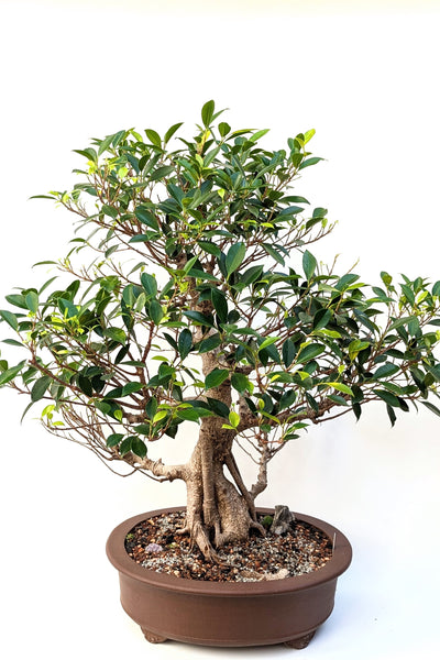 'Hal' the Chinese Banyan - Specimen #1