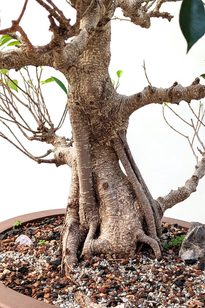 'Hal' the Chinese Banyan - Specimen #1