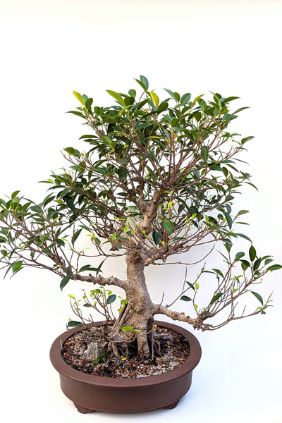 'Hal' the Chinese Banyan - Specimen #1