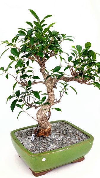 'Hal' the Chinese Banyan - #789