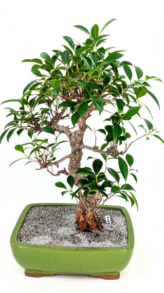 'Hal' the Chinese Banyan - #789