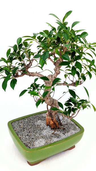 'Hal' the Chinese Banyan - #789
