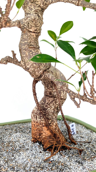 'Hal' the Chinese Banyan - #789
