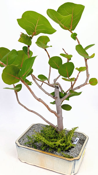 'Coco' the Sea Grape - #807