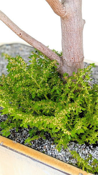'Coco' the Sea Grape - #807