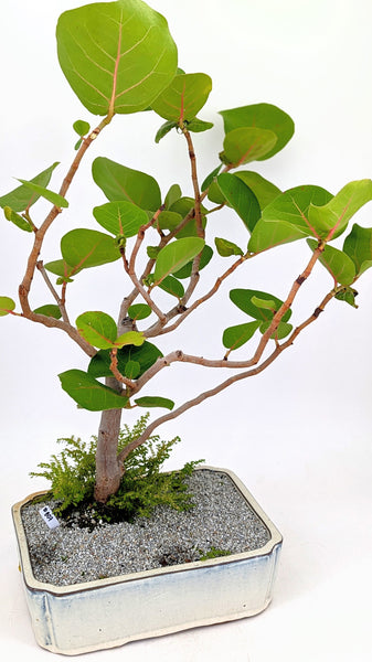 'Coco' the Sea Grape - #807