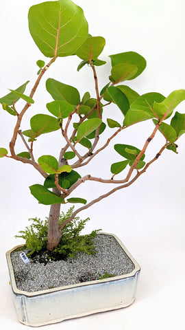 盆栽 ocean__8 PXL_20250828_192916571.