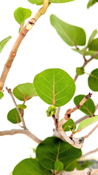 'Coco' the Sea Grape - #807