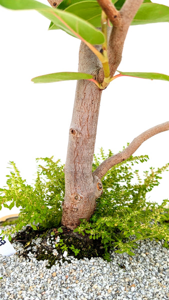 'Coco' the Sea Grape - #807