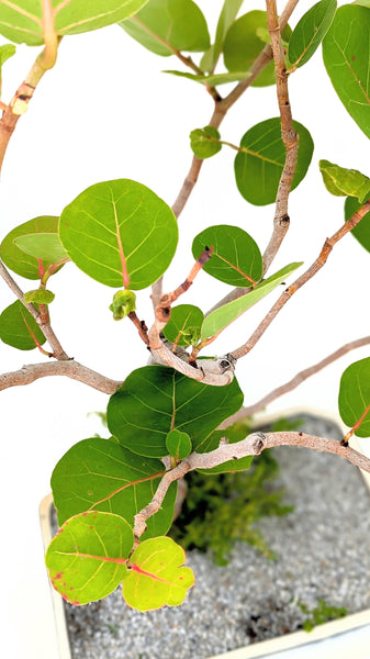 'Coco' the Sea Grape - #807
