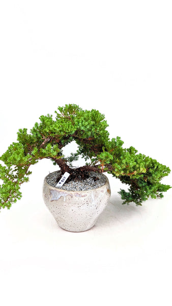 'Jasper' the Japanese Garden Juniper - #808