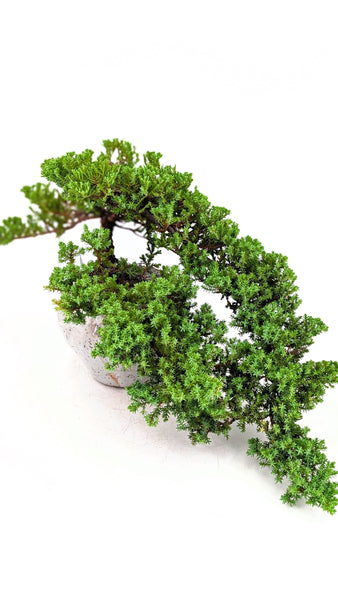 'Jasper' the Japanese Garden Juniper - #808