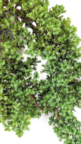 'Jasper' the Japanese Garden Juniper - #808