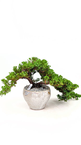 'Jasper' the Japanese Garden Juniper - #808