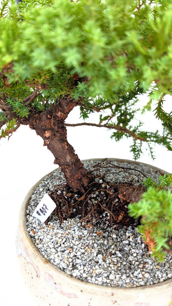 'Jasper' the Japanese Garden Juniper - #808