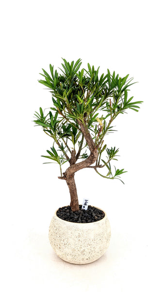 'Podrik' the Buddhist Pine - #794