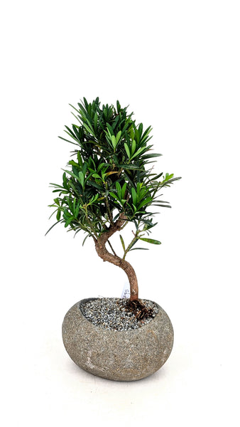 'Podrik' the Buddhist Pine - #795