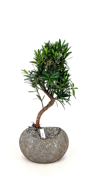 'Podrik' the Buddhist Pine - #795