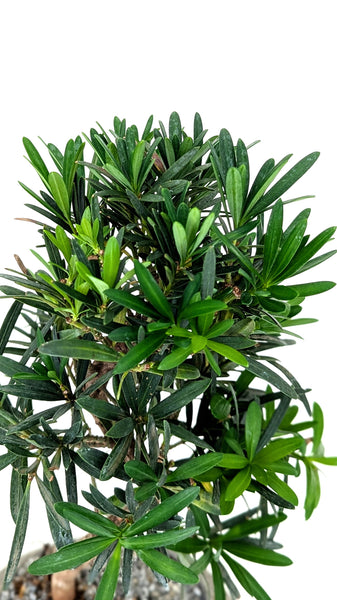 'Podrik' the Buddhist Pine - #795