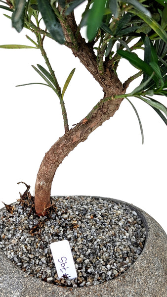 'Podrik' the Buddhist Pine - #795