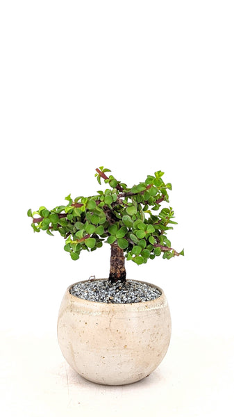 'Glinda' the Mini Elephant Bush